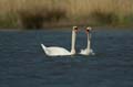 029 Höckerschwan - Paarung (Cygnus olor)